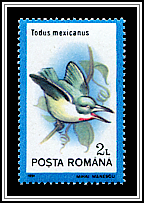 Puerto Rican Tody (Todus mexicanus)
