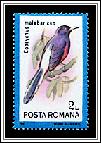 White-rumped Shama (Copsychus malabaricus)