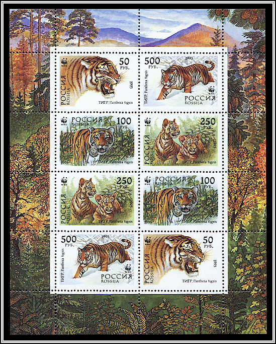 Siberian Tiger (Panthera tigris altaica)