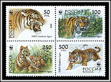 Siberian Tiger (Panthera tigris altaica)