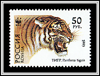 Siberian Tiger