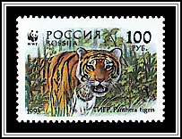 Siberian Tiger