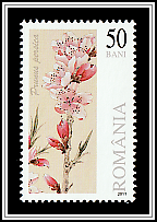 Peach Blossoms (Prunus persica)