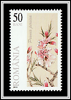 Peach Blossoms (Prunus persica)