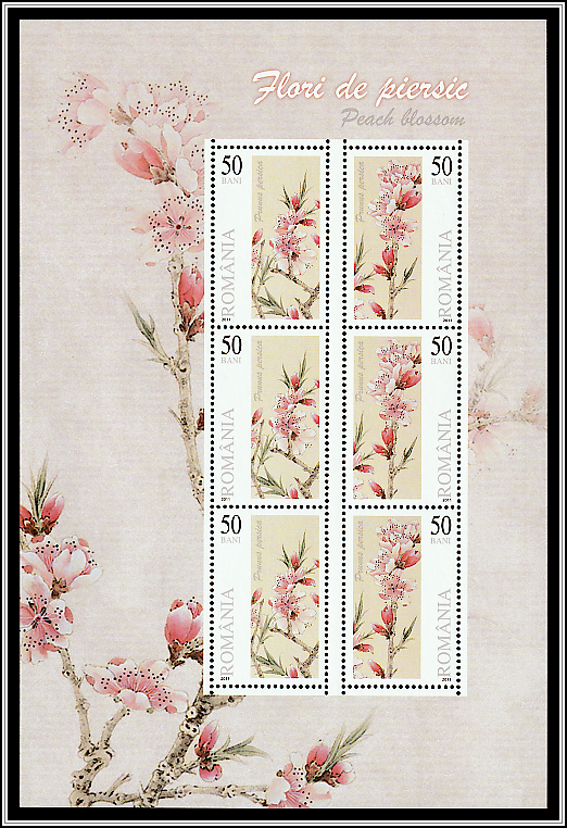 Peach Blossoms (Prunus persica)