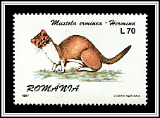 Stoat (Mustela erminea)