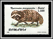 Raccoon Dog (Nyctereutes procyonoides)