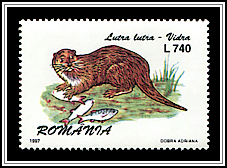 European Otter (Lutra lutra)