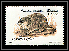 Muskrat (Ondatra zibethicus)