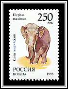 Elephas Maximus