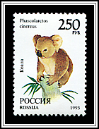 Phascolarctos Cinereus