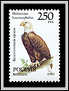 Haliaeetus Leucocephalus