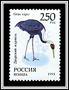 Grus Vipio