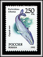 Eschrichtius Robustus