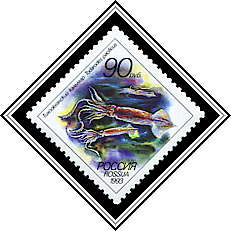 Todarodes Pacificus
