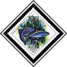 Oncorhynchus Masu