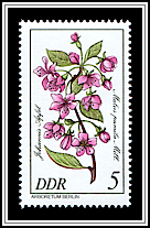 Malus Pumila