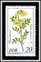 Colutea Arborescens