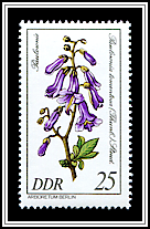 Paulownia Tomentosa