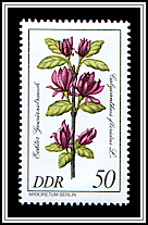 Calycanthus Floridus