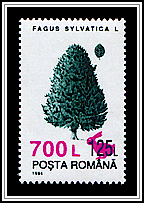 Common Beech (Fagus sylvatica)