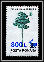 Scotch Pine (Pinus sylvestris)