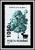Silver Poplar (Populus alba)