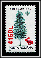 Silver Fir (Abies alba)