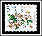Anemone Hupehensis