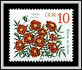 Tagetes Patula