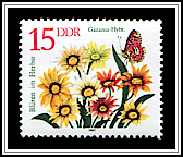Gazania Hybrid