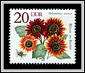 Helianthus Annuus