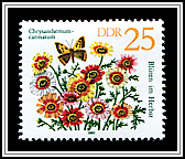 Chrysanthemum Carinatum