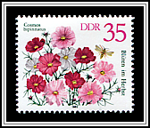 Cosmos Bipinnatus