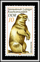 Marmota Bobac