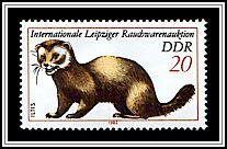 Mustela Putorius