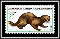 Mustela Lutreola