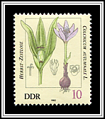Colchicum Autumnale