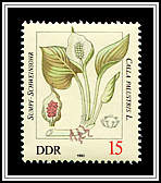 Calla Palustris