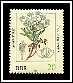 Ledum Palustre