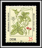 Bryonia Dioica