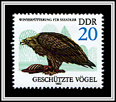 Haliaeetus Albicilla