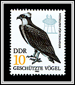 Pandion Haliaetus