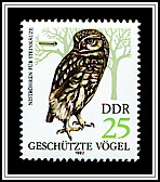 Athene Noctua