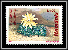 Finger Cactus (Dolichothele uberiformis)