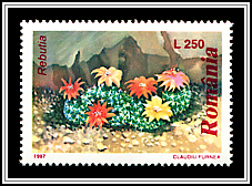Rebutia sp.