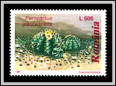 Glaucous Barrel Cactus (Ferocactus glaucescens)