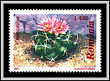 Thelocactus sp.