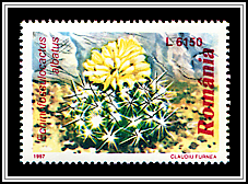 Echinofossulocactus albatus