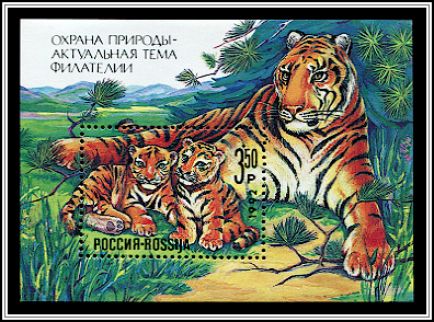 Siberian Tiger
